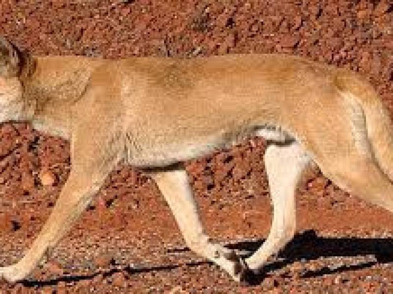 dingo.jpg