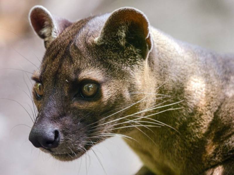 fossa.jpg fossa.jpg
