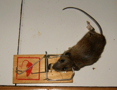 souris.jpg