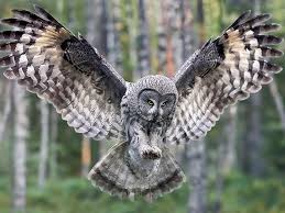 owl.jpeg