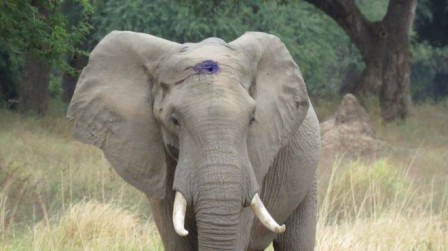 _90014460_prettyboyelephant2.jpg