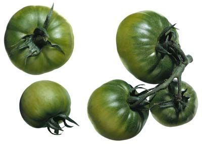 tomatesvertes.jpg